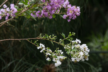 Close up Pink mix white Tabebuia rosea blossom