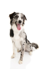 PORTRAIT OF HAPPY BLUE MERLE BORDER COLLIE ISOLATED ON WHITE BACKGROUND.