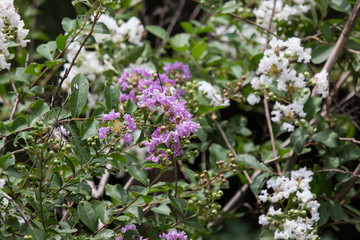 Close up Pink mix white Tabebuia rosea blossom