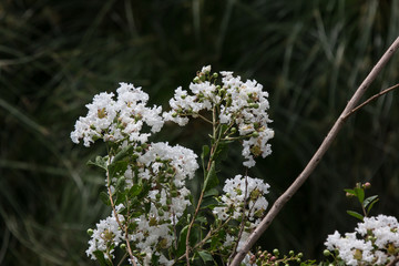 Close up  white Tabebuia rosea blossom