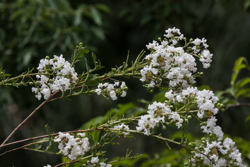 Close up  white Tabebuia rosea blossom