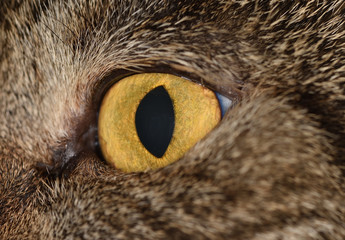 Macro photo of a yellow eye with a black pupil of a small domestic cat close-up