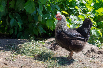 Organic poultry farming : healthy chicken walking outdoors looking for food