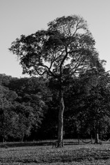 Naklejka premium tree in fog