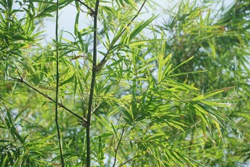 Obraz na płótnie Canvas fresh green bamboo leaves in nature garden