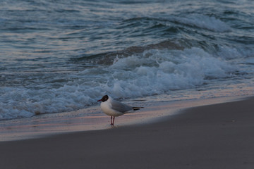 Usedom baltic sea sunset light outdoor