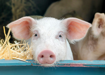Portrait of cute curious white pink meat breed pig on sale at the local village market looking at the camera.