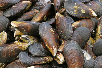 Pile of fresh mussels on ice at the market 
