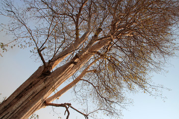 tree in a park in laos