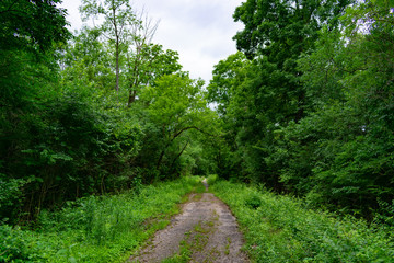 Forest Trail with Lush Green Plants and Trees at Red Gate Woods in Suburban Chicago