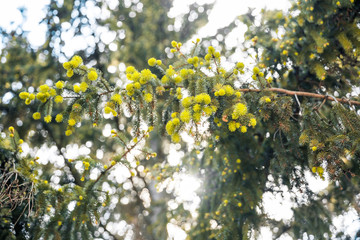 fir branch outside