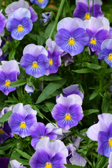 Fototapeta premium Violet pansies are blooming on the flower bed