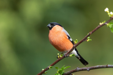 Eurasian Bullfinch perched on branch