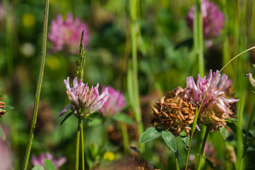 Nature blossom plant oudoor colorful