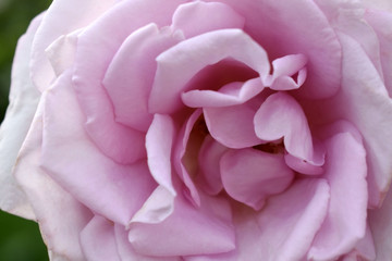 Close-up of a beautiful pink rose on the flowerbed in the garden