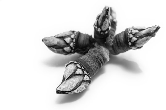 Closeup of a bundle of Galician barnacles with white background in black and white