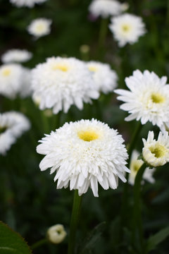 White terry chamomiles on the flower bed in the garden