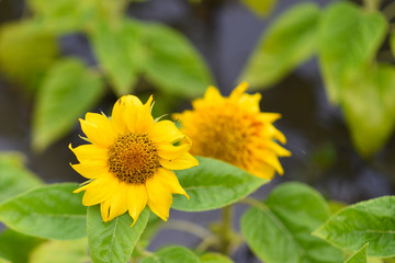 Fototapeta premium yellow chrysanyellow chrysanthemum flowers and sunflowers on green backgroundthemum flowers and sunflowers on green background