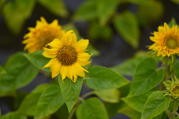 yellow chrysanthemum flowers and sunflowers on green background