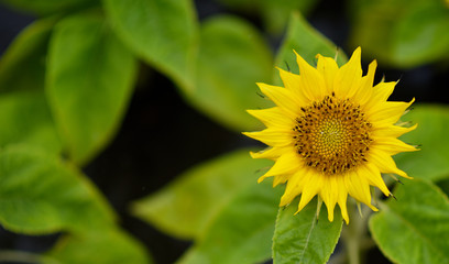 yellow chrysanyellow chrysanthemum flowers and sunflowers on green backgroundthemum flowers and sunflowers on green background