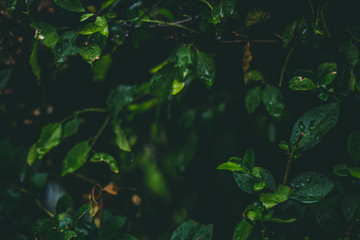 Lush forest or park vegetation with fresh small plants in low light condition – Dark foliage background of small sharp tree leaves with blurred scenery