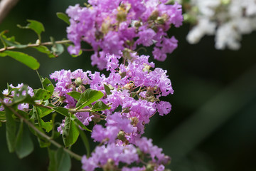 Close up Pink mix white Tabebuia rosea blossom