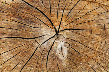 Fototapeta premium The stump of a felled tree, a cut of the trunk with annual rings and cracks, the texture of the sawed stump