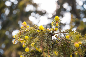 fir branch outside