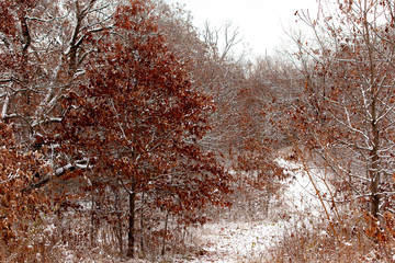 A snow covered trail winds between oaks that retain red leaves.