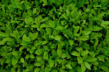 Banyan bush very fresh in the garden and beauty.