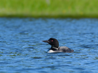 Common Loon Swimming in Blue Water
