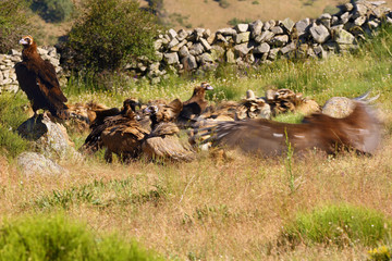 The cinereous vulture (Aegypius monachus) also known as the black vulture, monk  or Eurasian black vulture sitting on the feeding place. Big black vulture with flock of vultures.