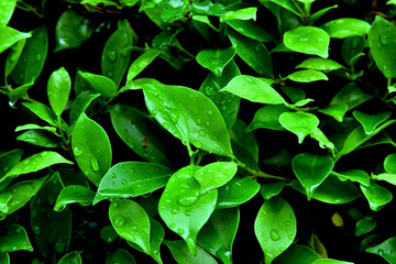 Banyan bush very fresh in the garden and beauty.