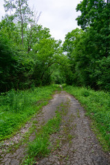 Fototapeta na wymiar Forest Trail with Lush Green Plants and Trees at Red Gate Woods in Suburban Chicago