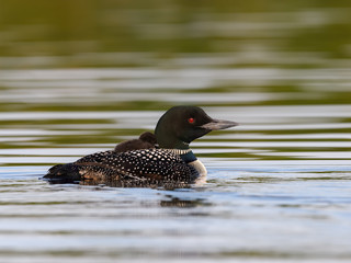 A baby common loon chick takes rides on the back of its parent  