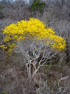 Yellow Kibrahacha (Tabebuia Billbergii)  trees.on the Caribbean island of Curacao