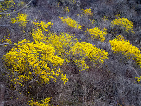 Yellow Kibrahacha (Tabebuia Billbergii)  trees.on the Caribbean island of Curacao