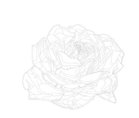薔薇アウトライン