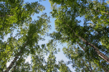 tree in the sky
