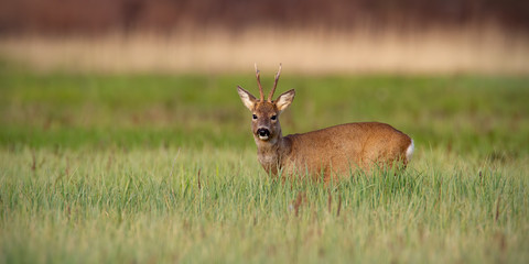 Roe deer, capreolus capreolus, buck in winter coat in spring standing on a green meadow and watching. Wild animal in fresh green nature at sunrise.