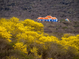 Yellow Kibrahacha (Tabebuia Billbergii)  trees.on the Caribbean island of Curacao