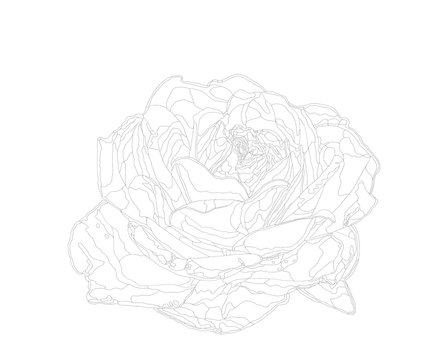 4 150 Best アウトライン Images Stock Photos Vectors Adobe Stock