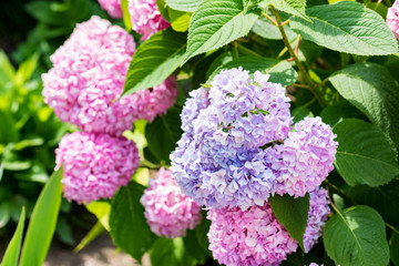 Pink and violet Hydrangea flowers blooming in spring and summer in a garden.