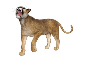 3D Rendering Big Cat Puma on White