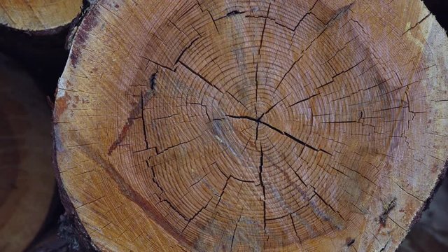 Certified wood SCOTS PINE - PINO SILVESTRE (Pinus sylvestris), Vinuesa, Soria, Castilla y Leon, Spain, Europe