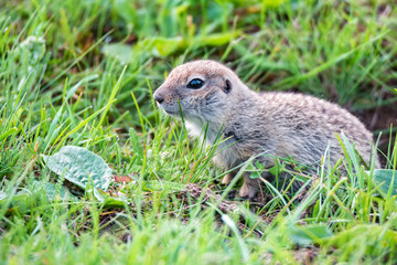Mountain Caucasian Gopher or Spermophilus musicus in grass in Russia.