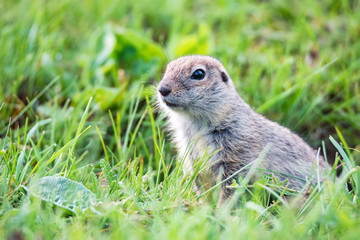 Mountain Caucasian Gopher or Spermophilus musicus in grass in Russia.