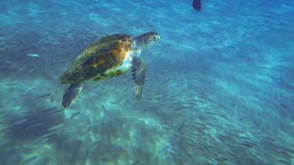 Obraz premium Swimming with turtles Views around the small Caribbean island of Curacao