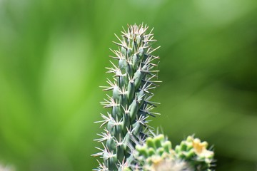 Beautiful cactus in the garden