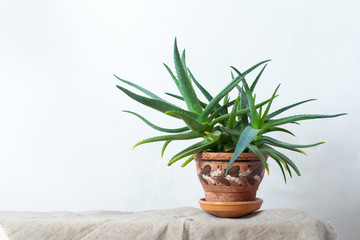 A large aloe plant in a clay pot with an ornament stands on natural fabric on white console opposite the white wall